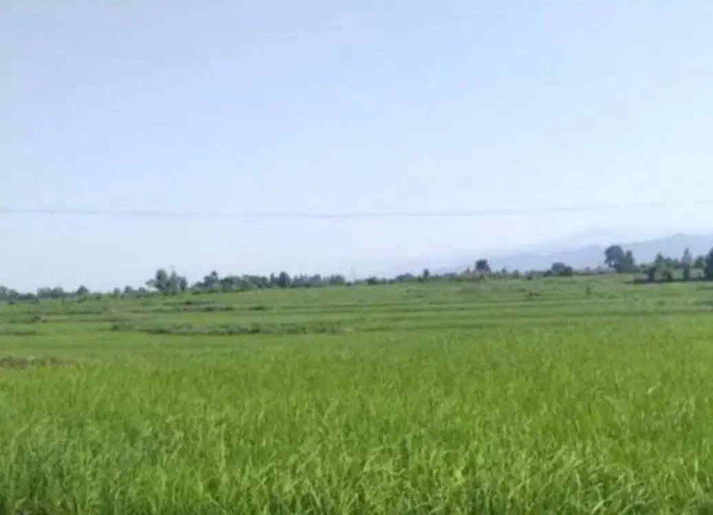 فروش زمین طرح هادی|فروش دفتر صنعتی، کشاورزی، تجاری|باشت, |دیوار