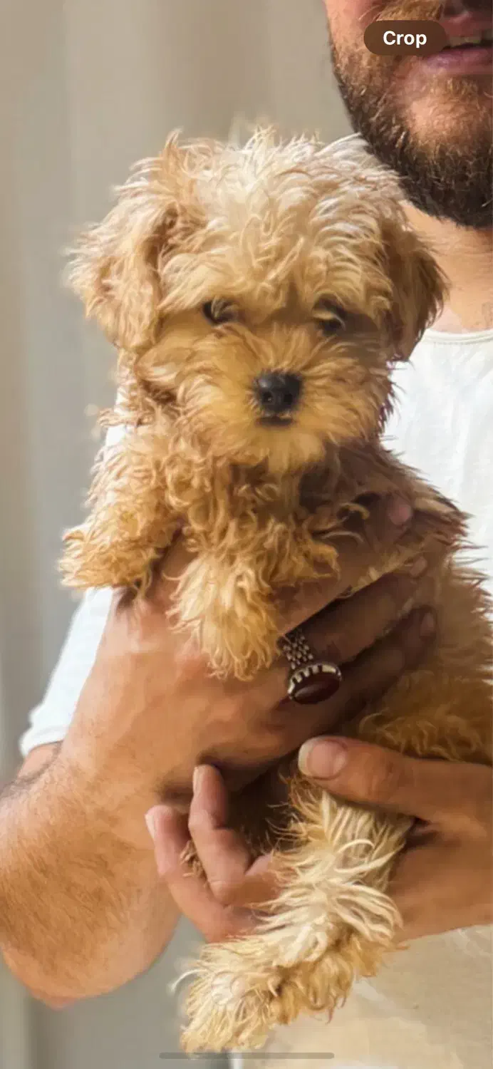 توی پودل ناب|سگ|کرمانشاه, |دیوار