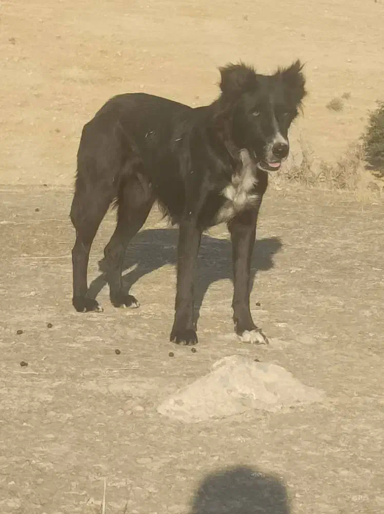 سگ نروماده قدریجان|سگ|کازرون, |دیوار