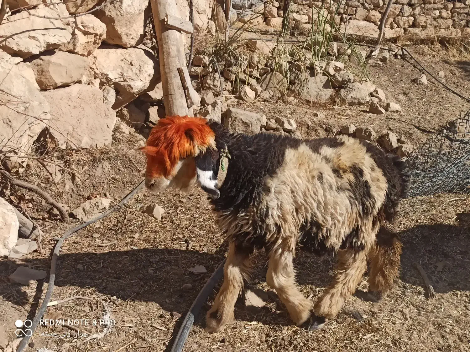 فروش 6 عدد کُوه ماده|حیوانات مزرعه|ایذه, |دیوار