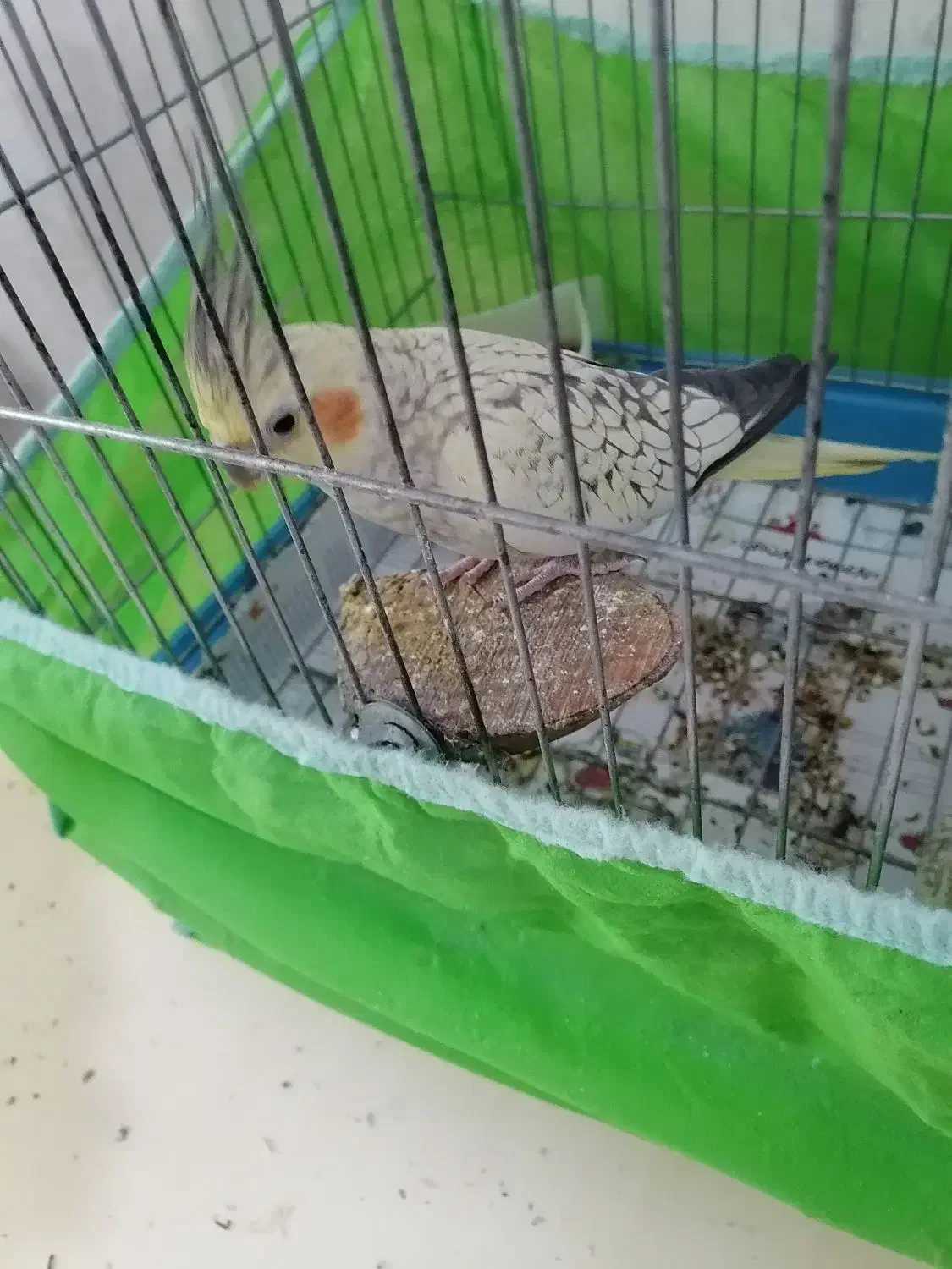 عروس هلندی|پرنده|تهران, اسکندری|دیوار