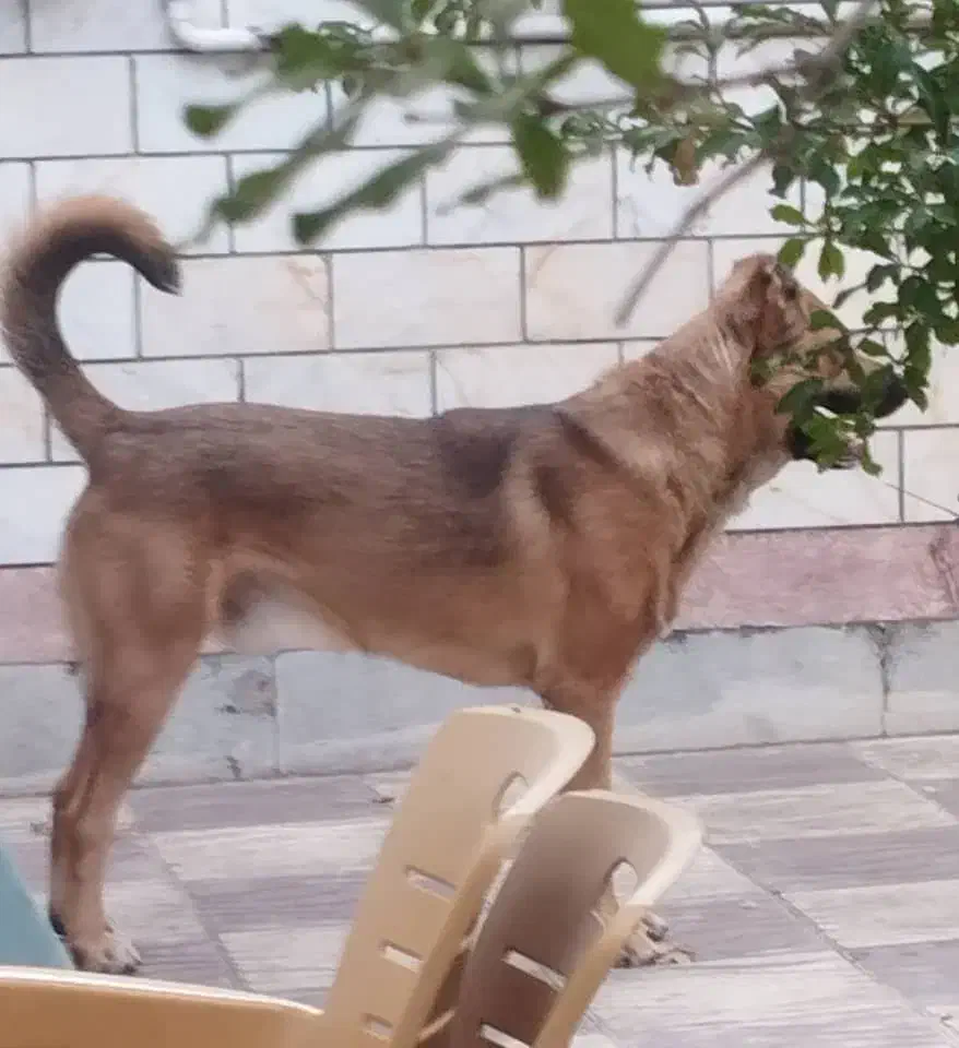 سراب اصیل|سگ|پاکدشت, پارچین|دیوار