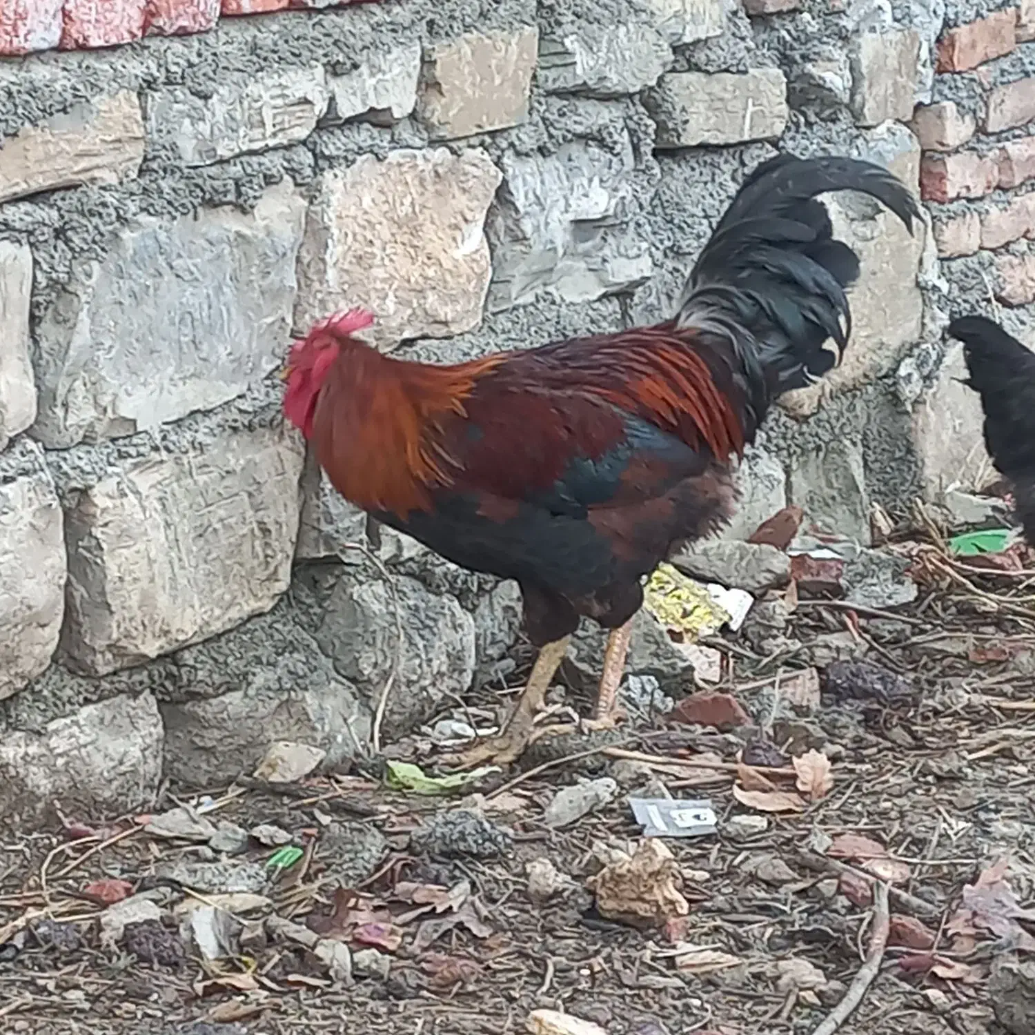 خروس|حیوانات مزرعه|سروآباد, |دیوار