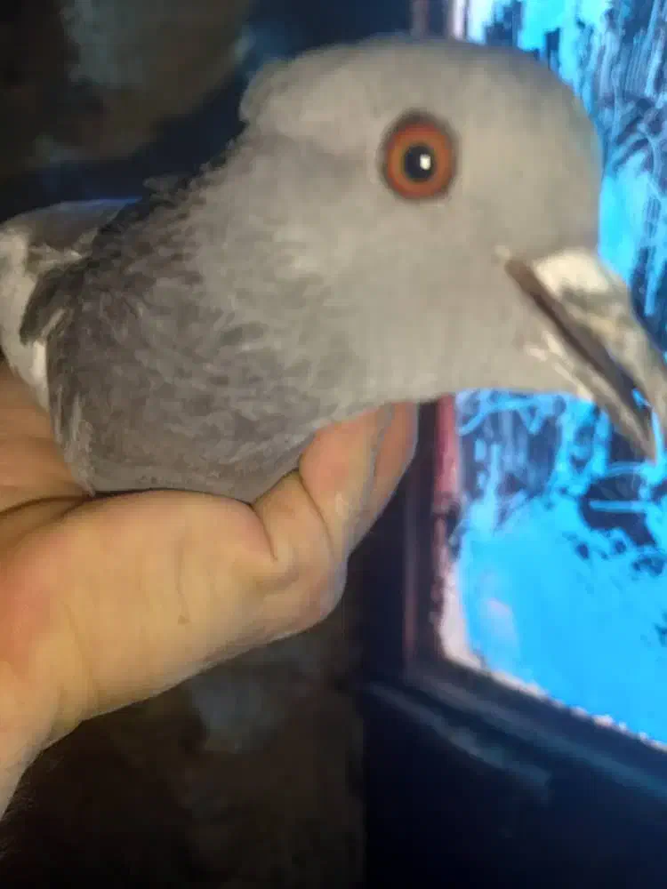 کفتر کوهی . کفتر چاهی|پرنده|نجفآباد, یزدانشهر|دیوار