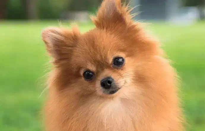 حیوان خانوادگی|سگ|بم, |دیوار