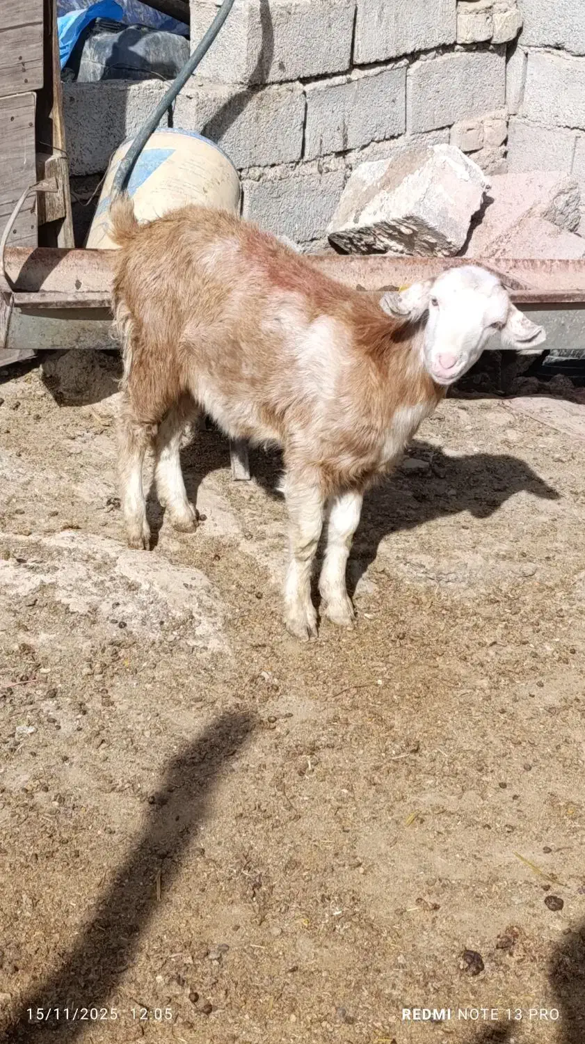 بزغاله ماده سانن سالم نژاددوقلوزا|حیوانات مزرعه|مشهد, همت آباد|دیوار