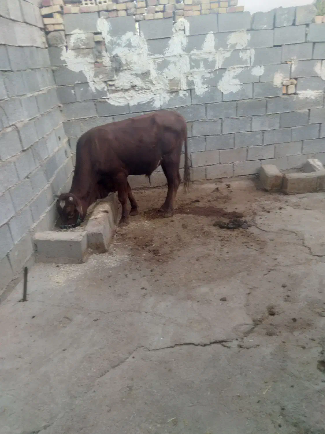 ۱۰۰۰۰|حیوانات مزرعه|مسجد سلیمان, |دیوار