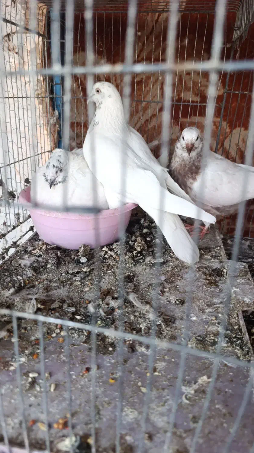 کفتر|پرنده|سیرجان, |دیوار