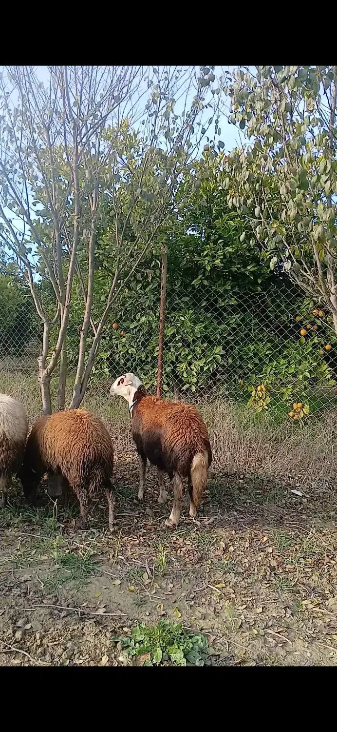 گوسفند میش بروجردی و بره قوچ عروسک|حیوانات مزرعه|گرگان, |دیوار