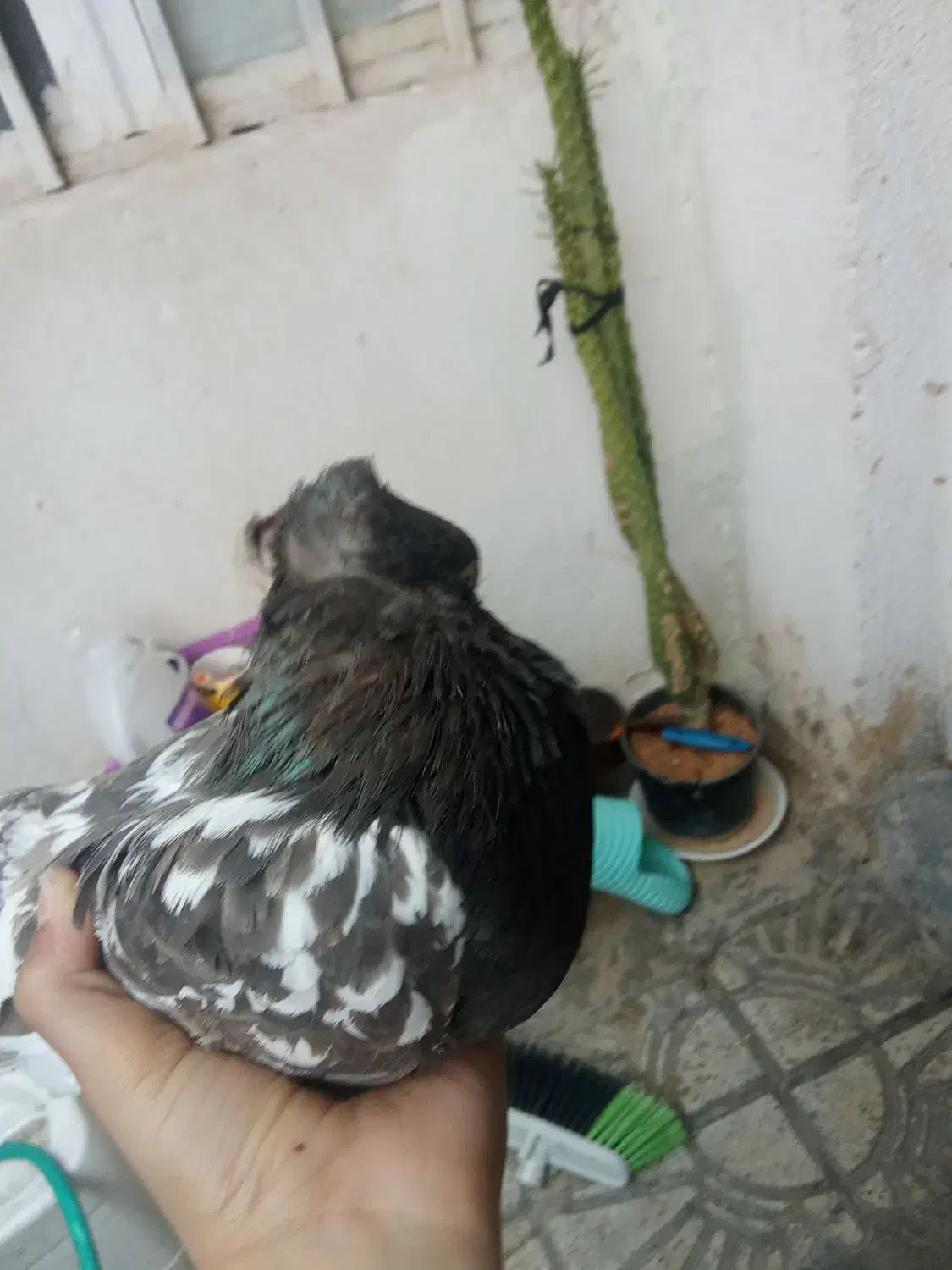 کفترگلی|پرنده|شیراز, دارالرحمه|دیوار