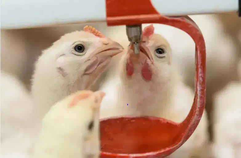 خاک بنتونیت به صورت خام و پردازش نشده|عمده‌فروشی|نائین, |دیوار