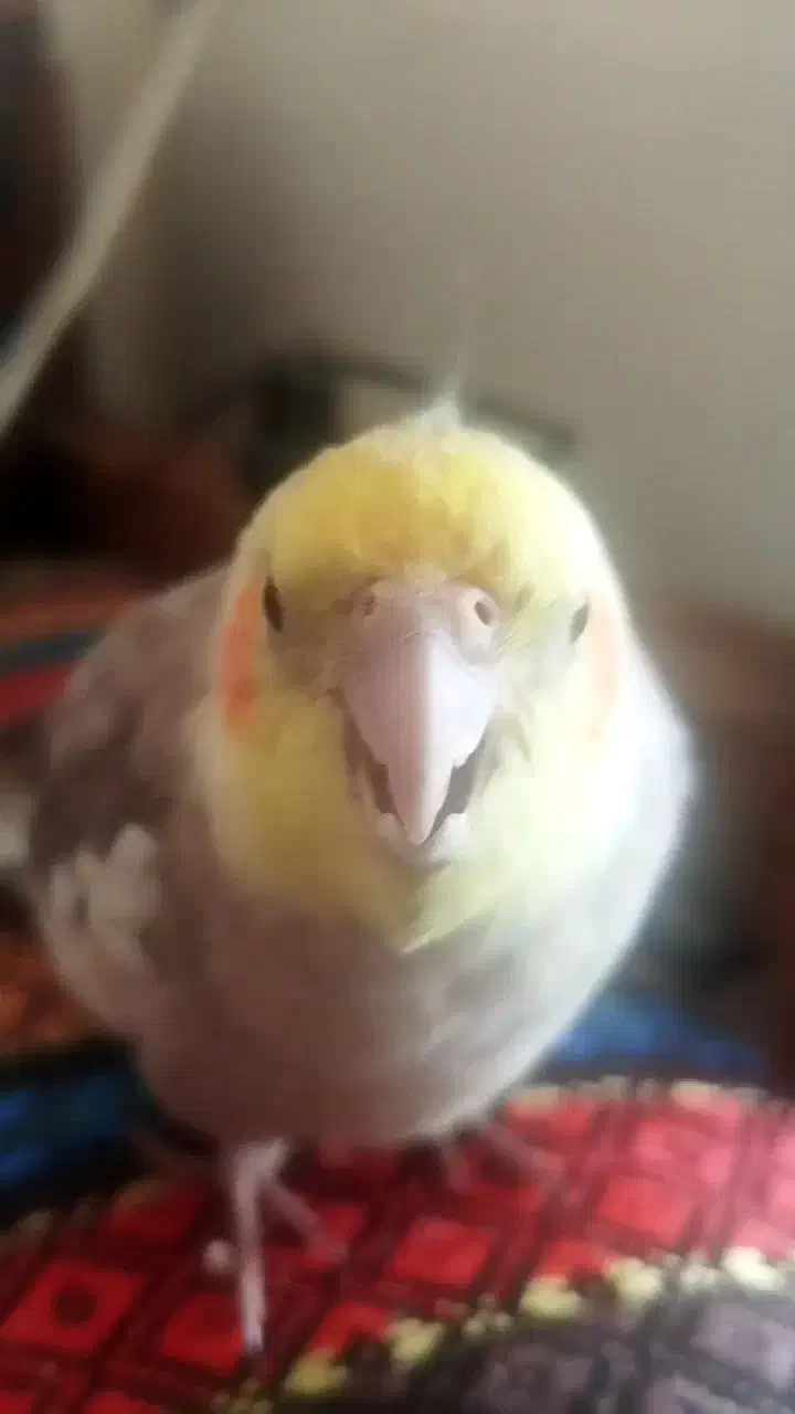 عروس هلندی گم شده|حیوانات|اندیشه, اندیشه فاز ۱|دیوار