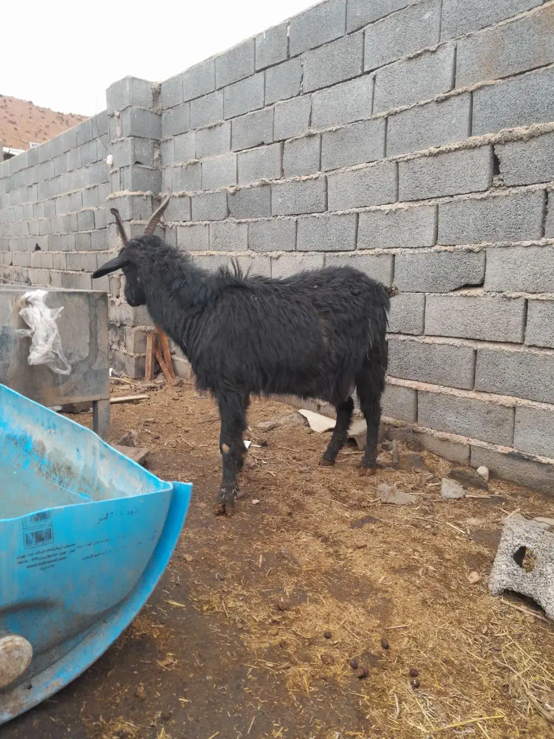 بز محلی درجه یک|حیوانات مزرعه|آبسرد, |دیوار