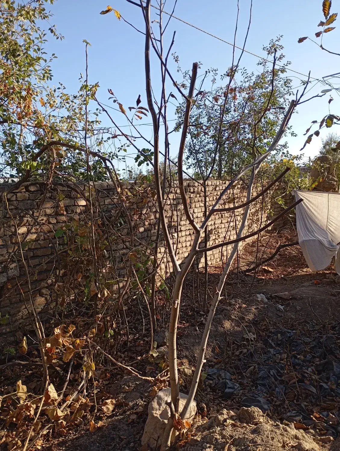 نهال گردویاصلاح شده ایرانی و ترکیه با قیمت مناسب|خدمات باغبانی و درختکاری|خوی, |دیوار