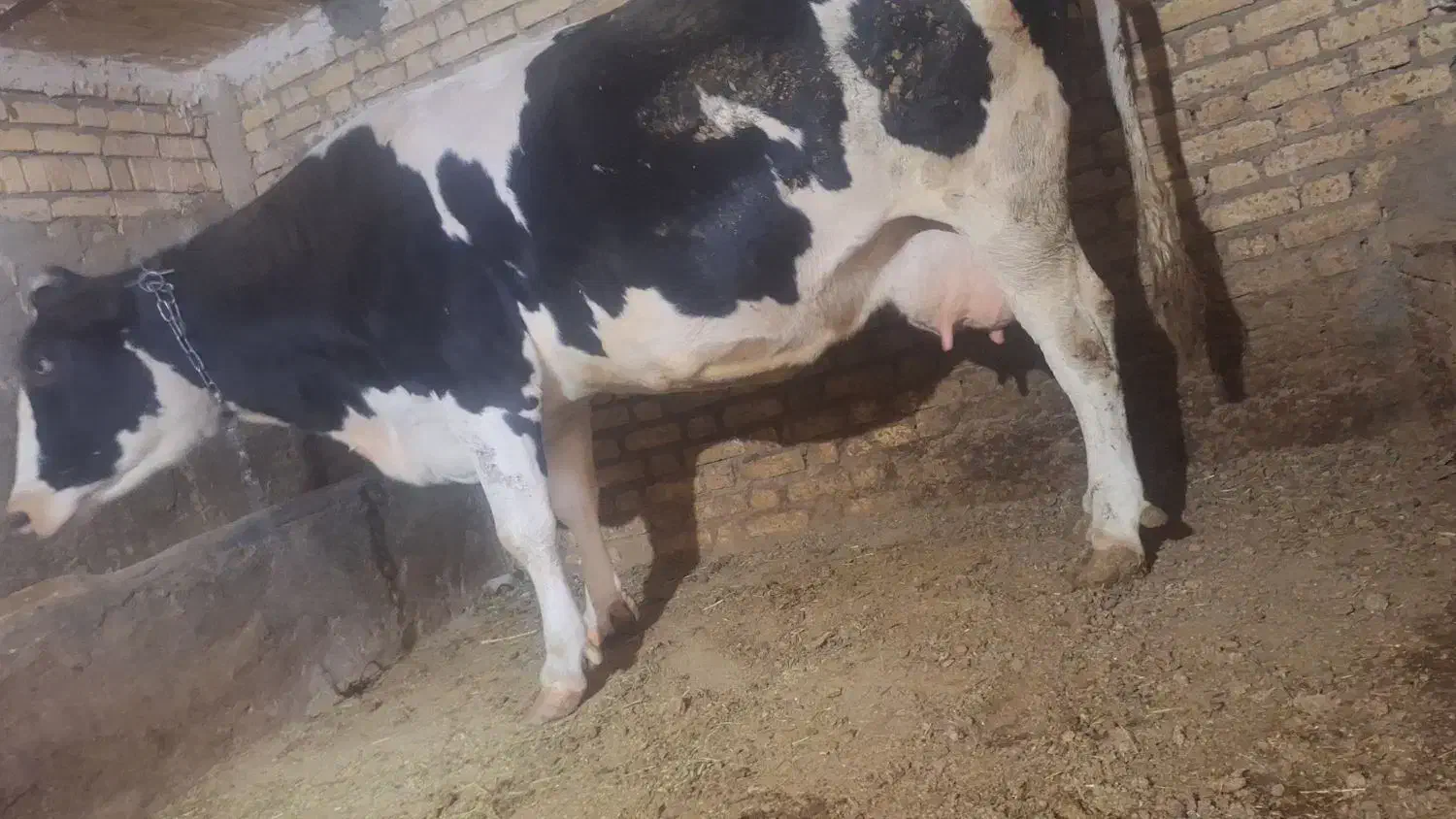 گاو جوان آبستن|حیوانات مزرعه|سجاس رود, |دیوار