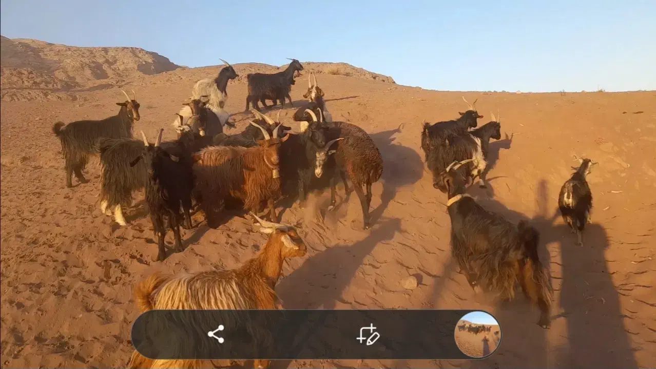 بز و بزغاله|حیوانات مزرعه|قنوات, |دیوار