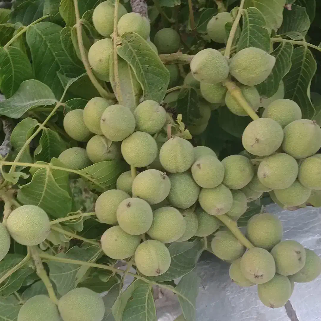 شخم و خدمات باغداری نمونه|خدمات باغبانی و درختکاری|محمدیه-قزوین, |دیوار