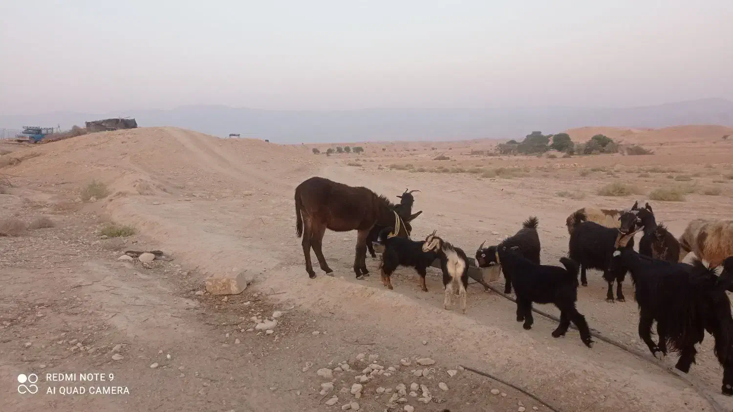 خرگله ای|حیوانات مزرعه|برازجان, |دیوار