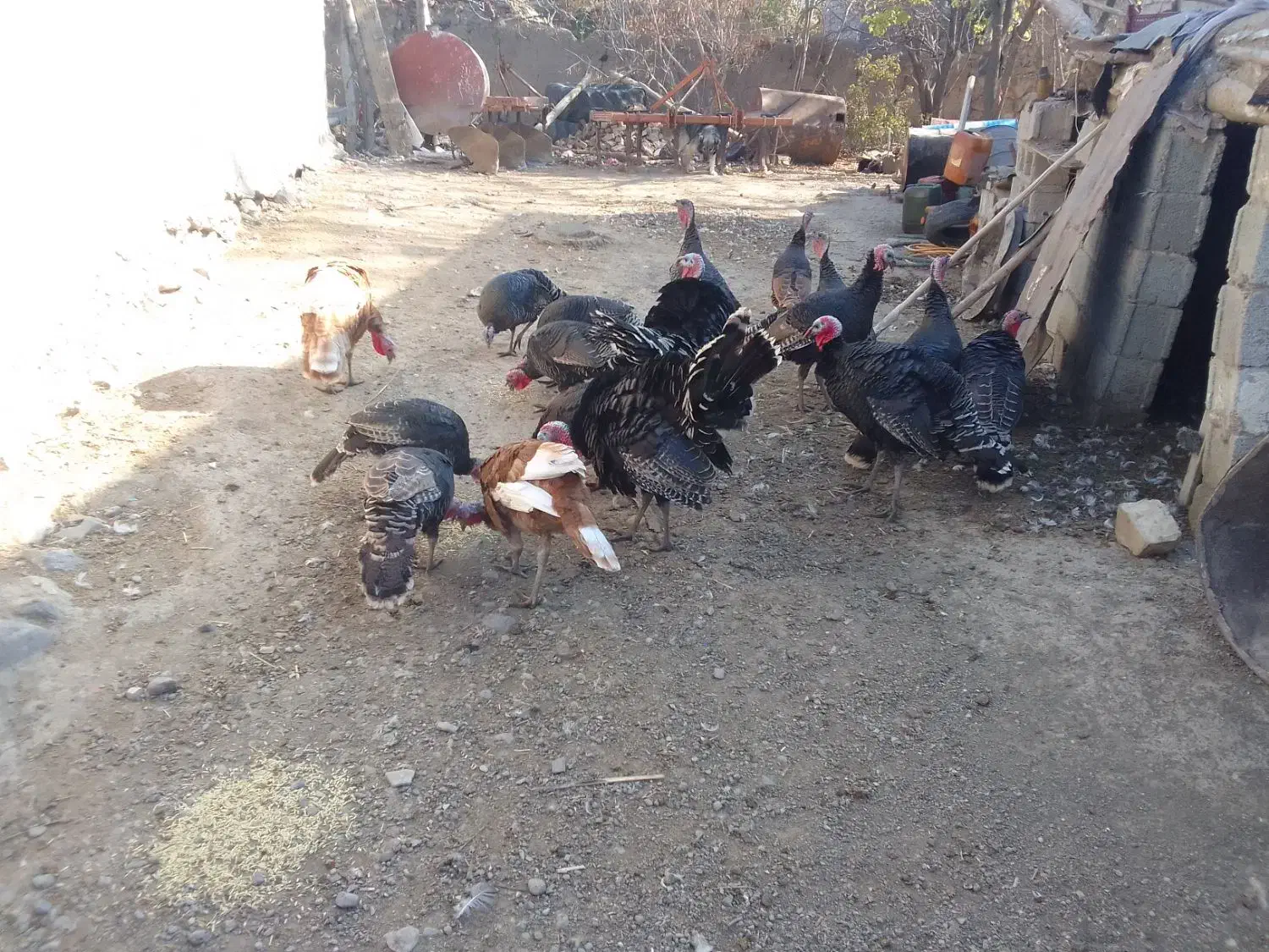 بوقلمون|حیوانات مزرعه|مرادلو, |دیوار