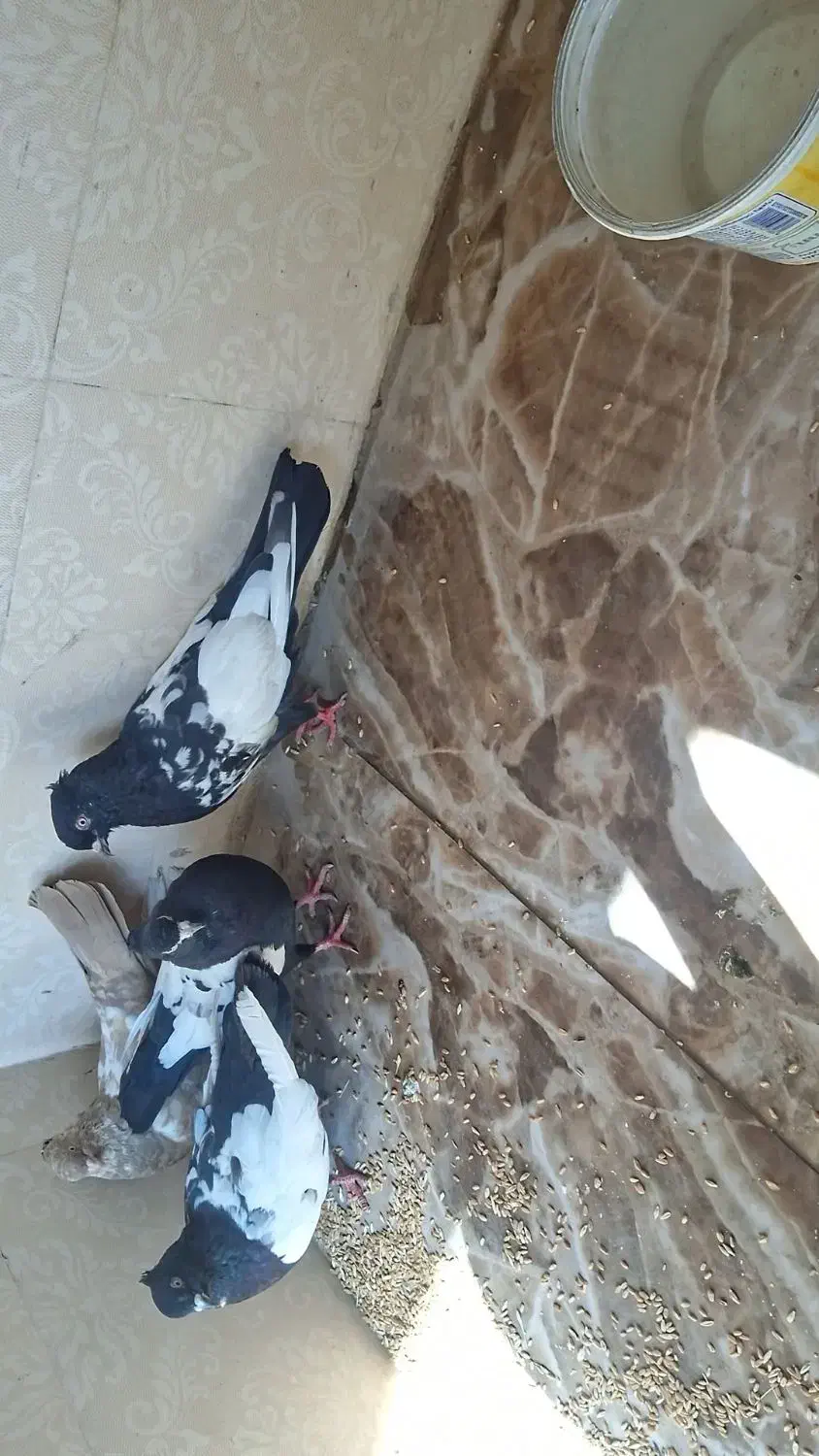 کبوتر سینی نر ماده|پرنده|اهواز, کوی مندلی(سه راه خرمشهر)|دیوار