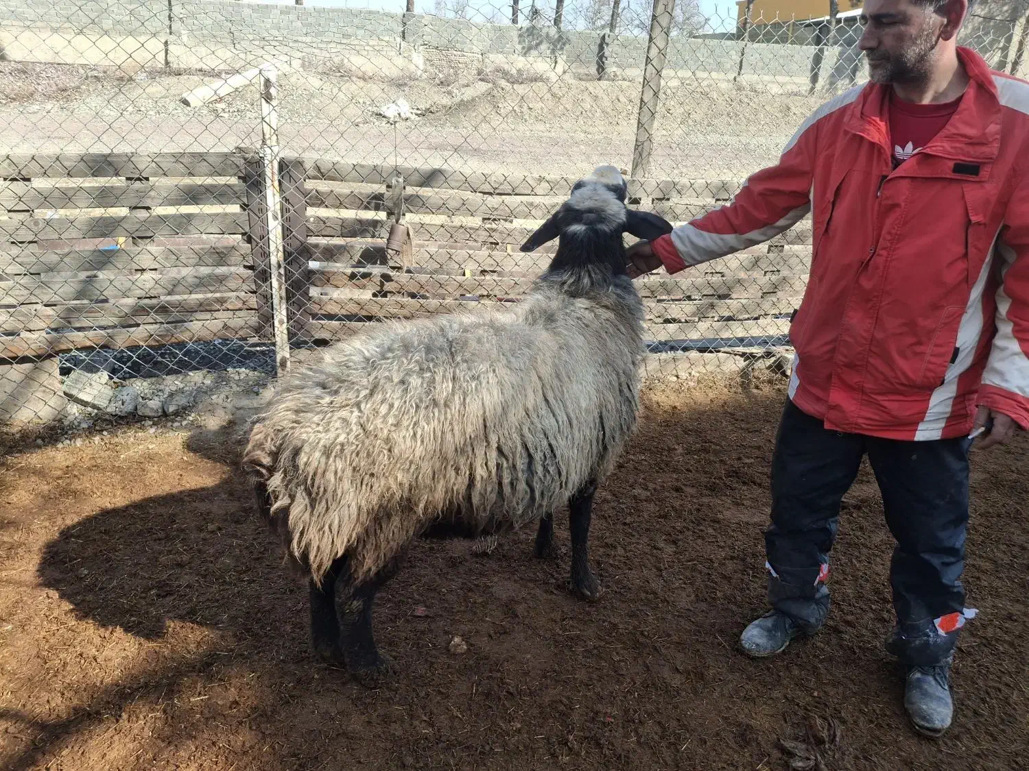 قوچ شال اصیل|حیوانات مزرعه|تهران, مقدم|دیوار