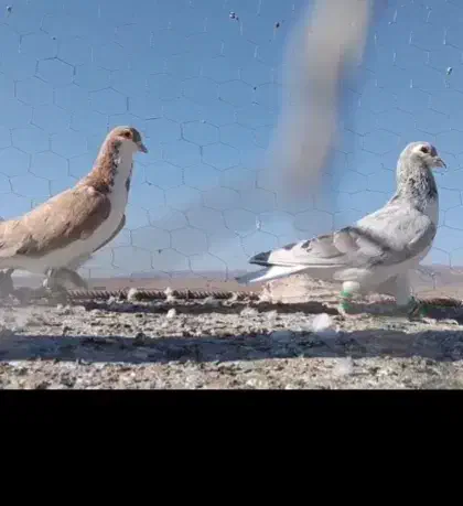 ساده هفترنگ آس|پرنده|رشتخوار, |دیوار