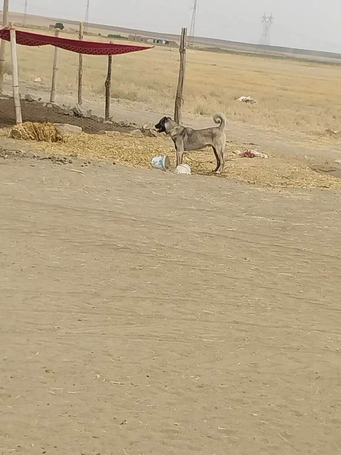 سگ نگهبان وگله ای|سگ|کبودرآهنگ, |دیوار