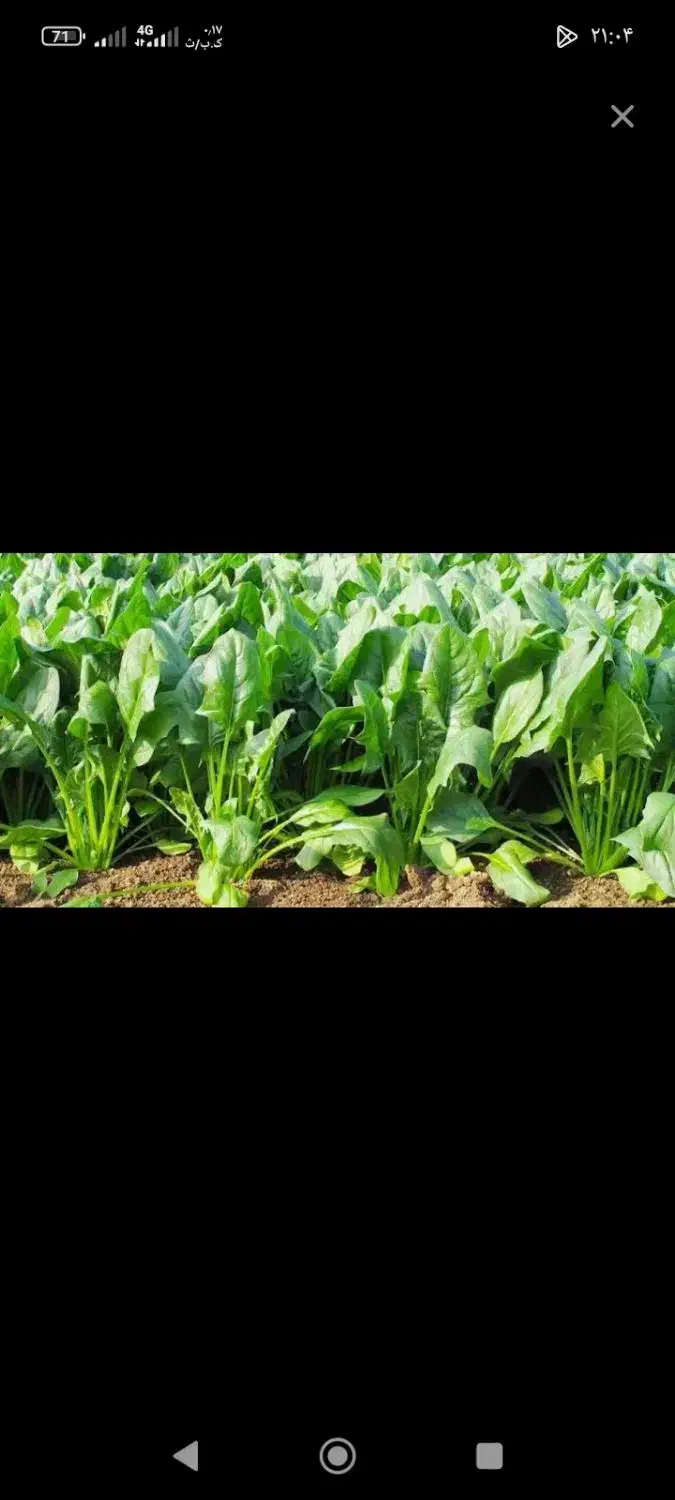 اسفناج|خوردنی و آشامیدنی|سیمین شهر, |دیوار