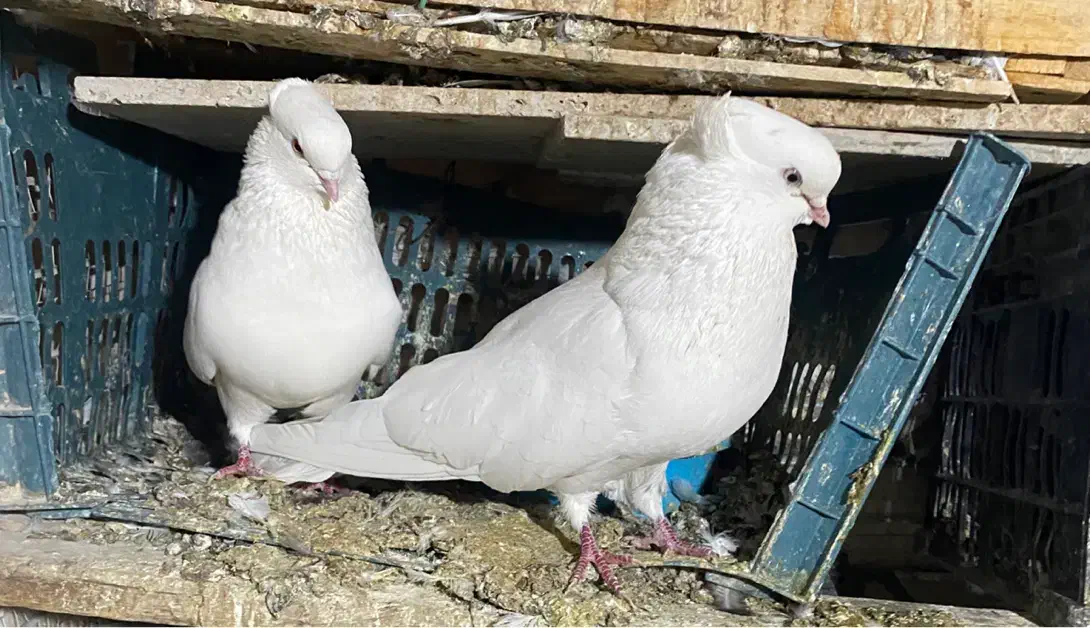 کبوتر|پرنده|کرج, گوهردشت|دیوار