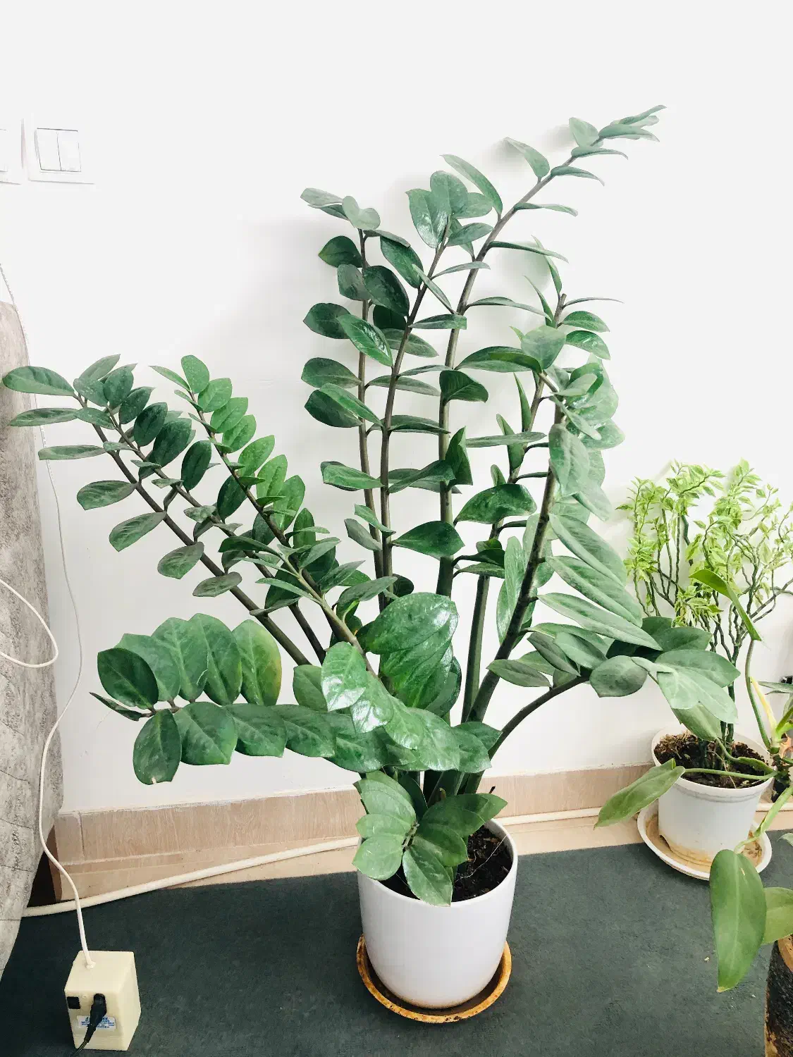 گل زانفوریا|گل و گیاه طبیعی|سبزوار, قاضی زاد|دیوار