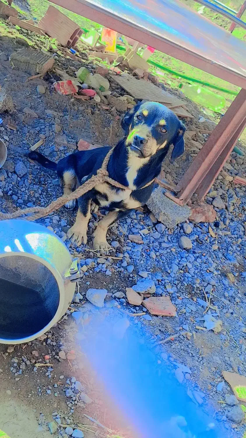 واگذاری سگ|سگ|نرماشیر, |دیوار