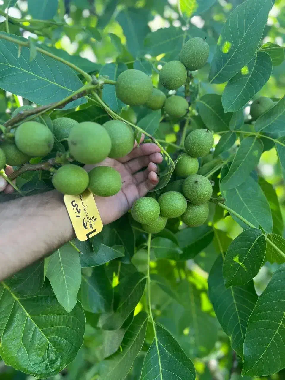 فروش درخت گردو چندلر مقاوم به سرما|خدمات باغبانی و درختکاری|آباده, |دیوار