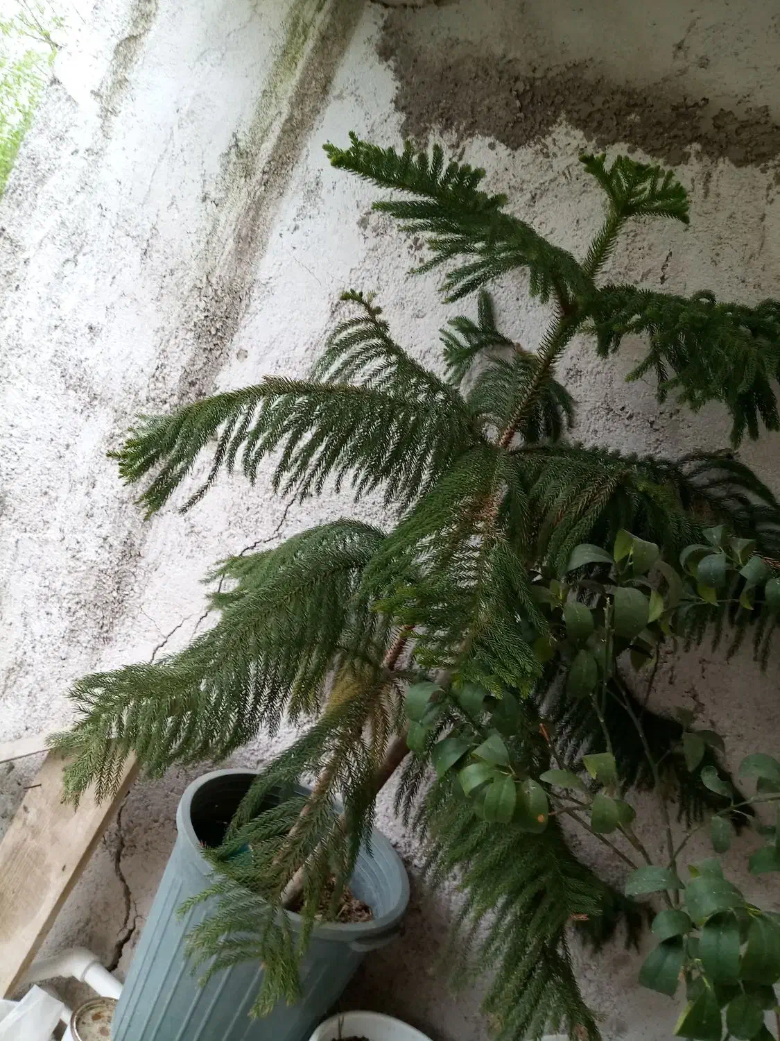 کاج|گل و گیاه طبیعی|رشت, جماران|دیوار