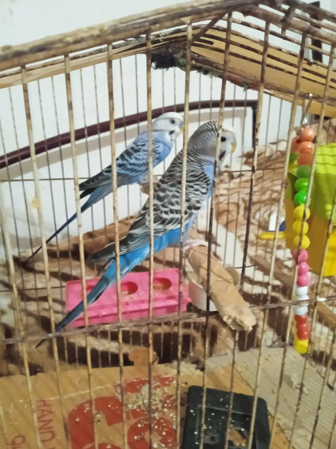 عبا|لباس|شادگان, |دیوار