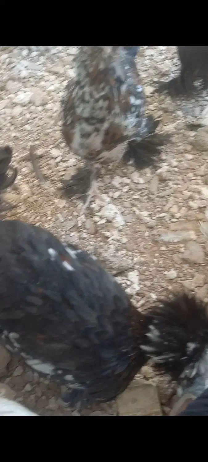 فروش خروس سلطان|حیوانات مزرعه|سیرجان, |دیوار