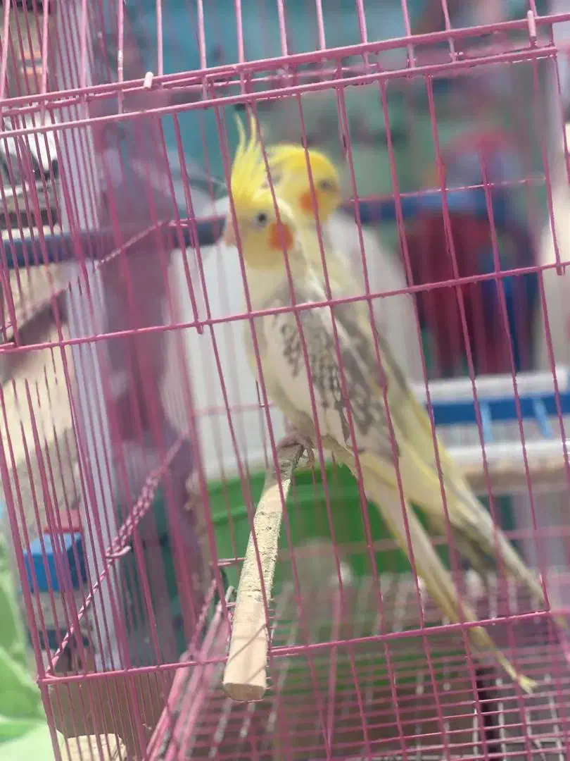 عروس هلندی حراج|پرنده|سراوان, |دیوار