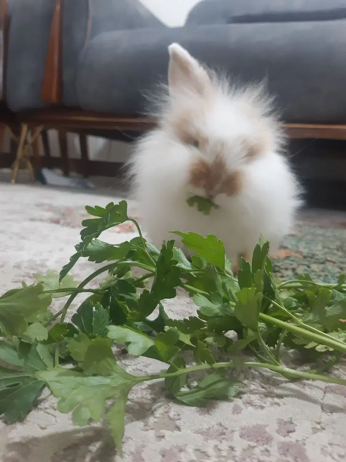 خرگوش ۲ماهه|موش و خرگوش|بندرعباس, |دیوار