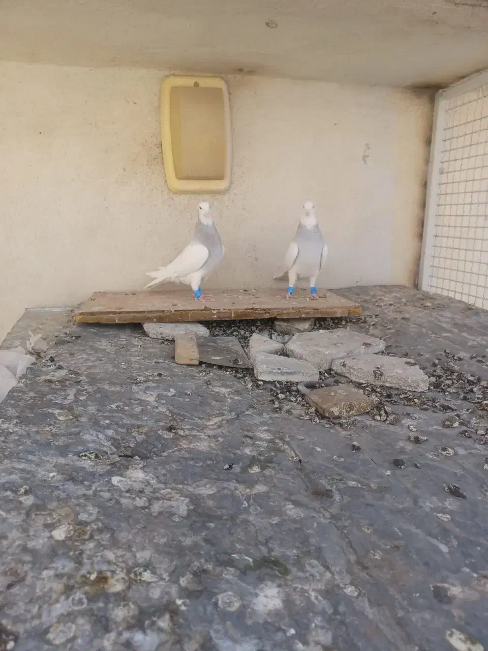 کفتر طوقی کبوتر طوقی فروشی|پرنده|شیراز, شهرک امام حسن|دیوار