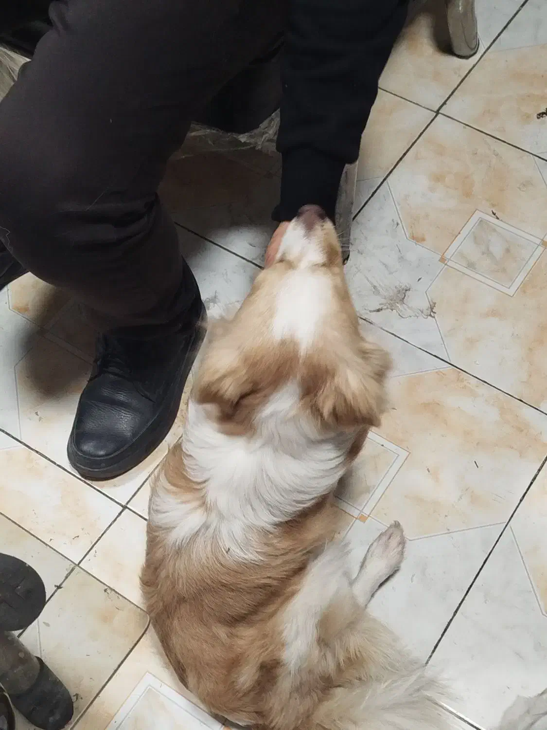 سگ پامرین روباهی|سگ|باقرشهر, |دیوار