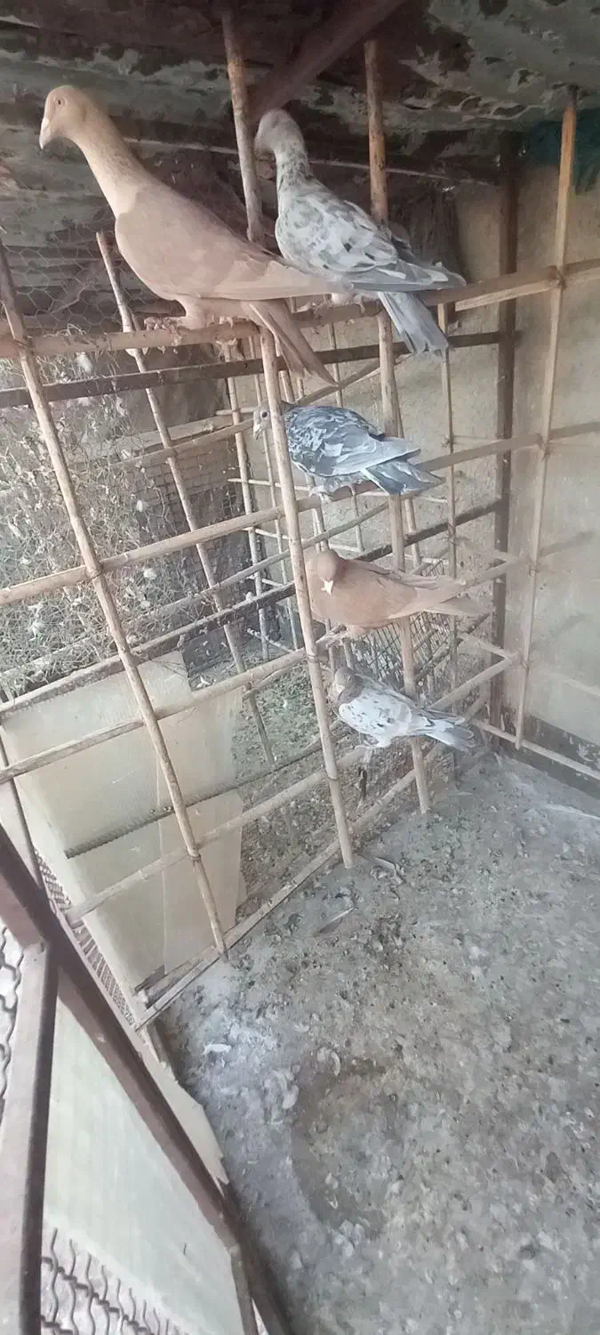 کبوتر هفت رنگ|پرنده|اقبالیه, |دیوار