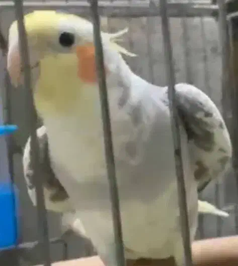 گمشده عروس هلندی مژدگانی|پرنده|ارد, |دیوار