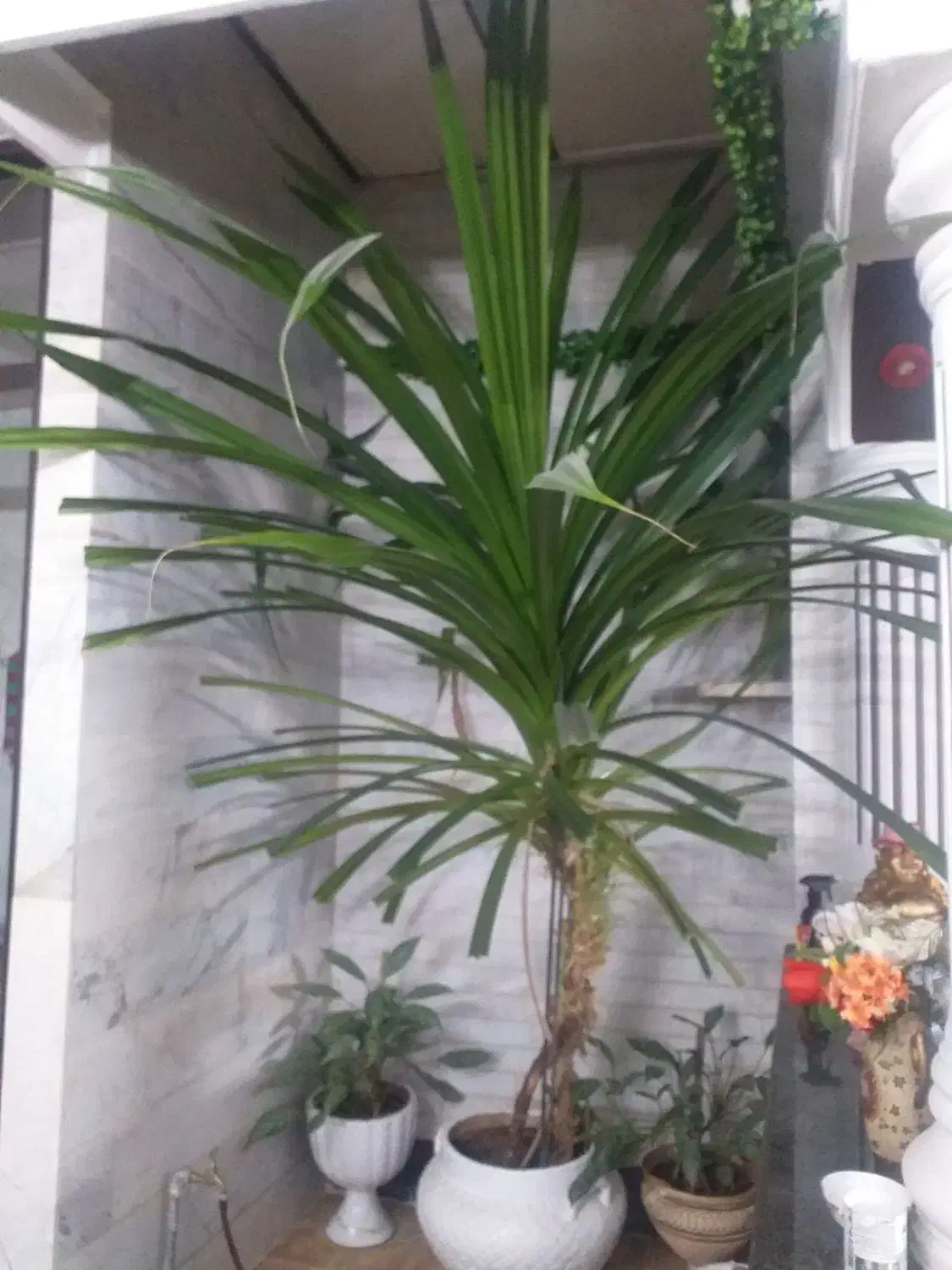 گل پاندانوس|گل و گیاه طبیعی|کرمانشاه, |دیوار