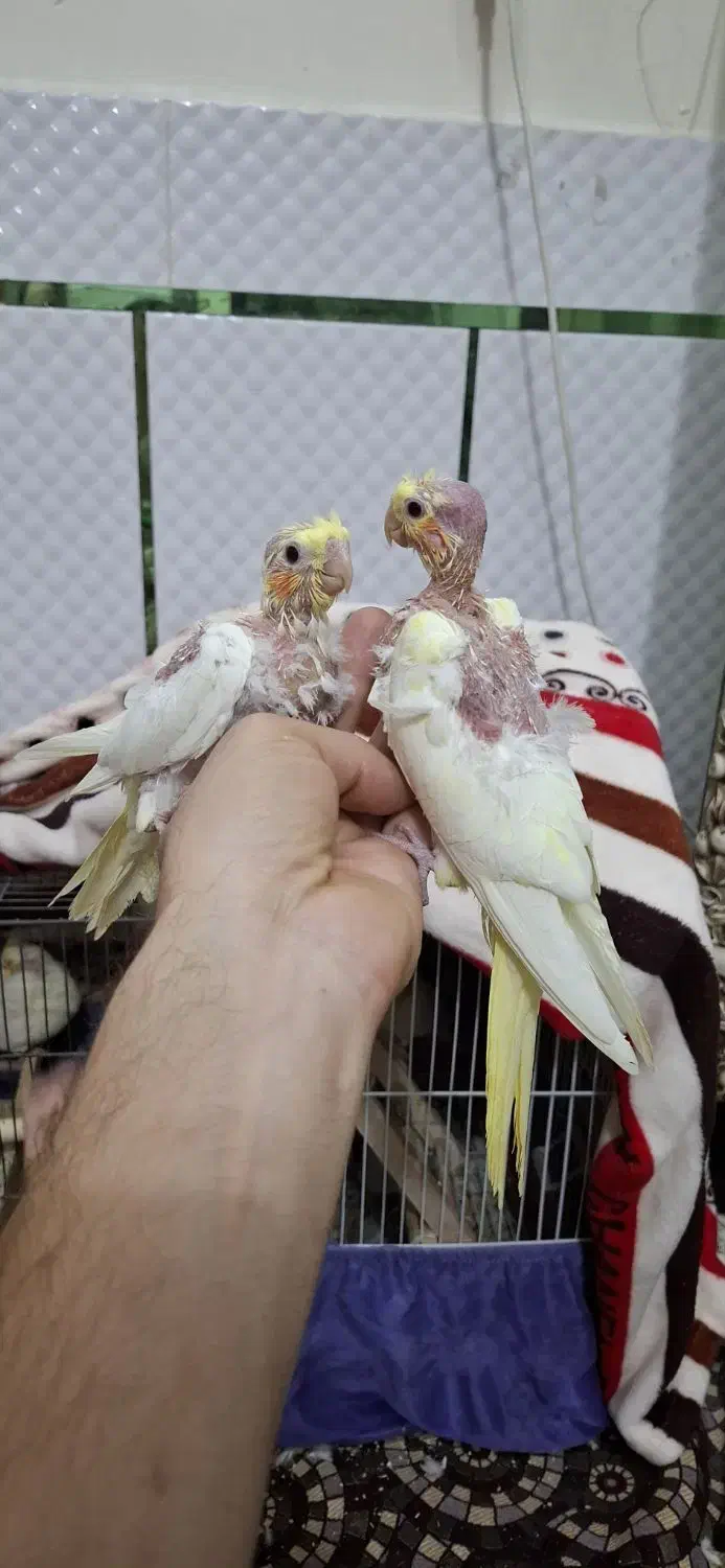 جوجه عروس|پرنده|دزفول, |دیوار