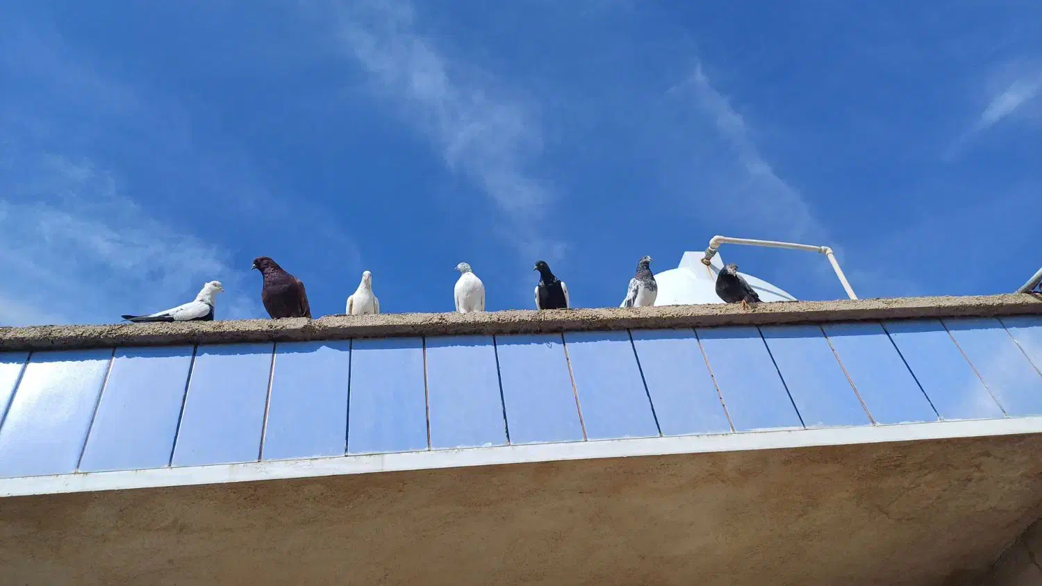 تعدادی کبوتر پرش سنگین|پرنده|امیدیه, |دیوار