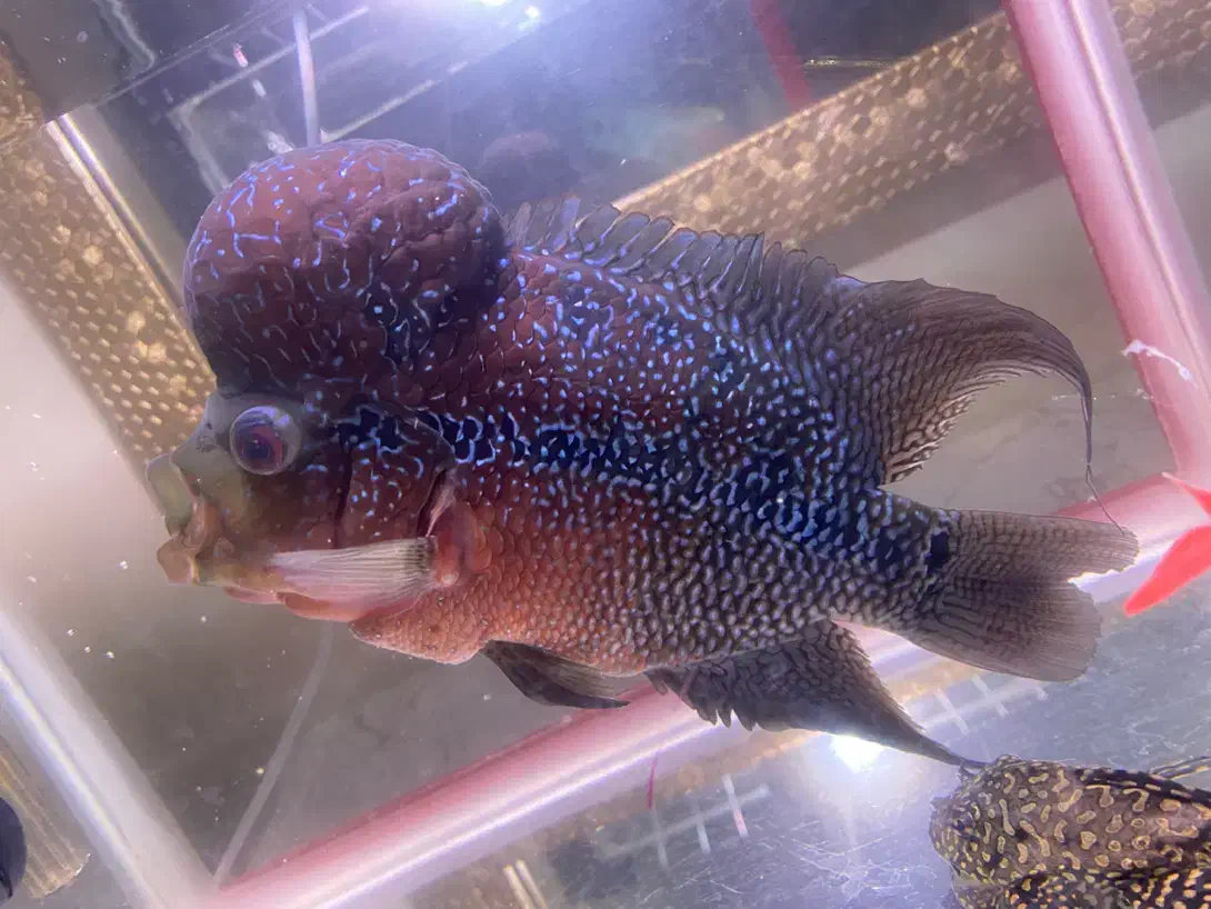 فلاور تایلندی|ماهی|خسروشاه, |دیوار