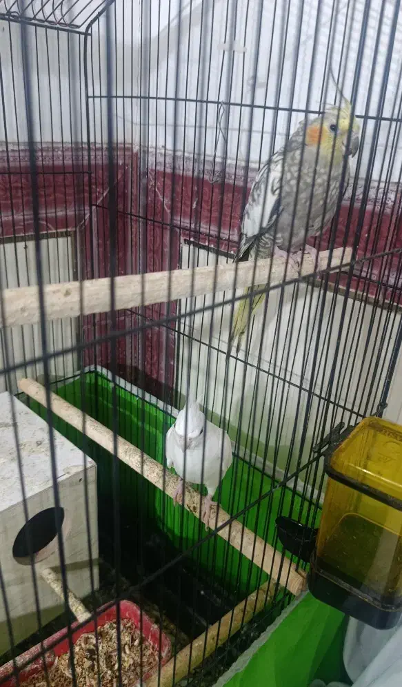 عروس نرماده تضمین تخم جوجه ماده تمام دستی پامر|پرنده|نرماشیر, |دیوار