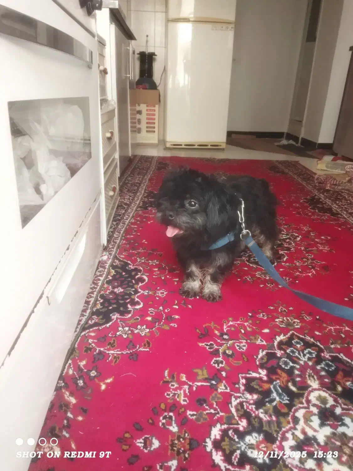 سگ شیتزو|سگ|خرمآباد, |دیوار