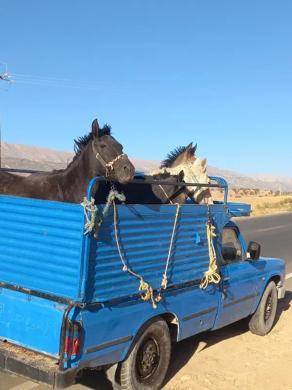 خرید فروش مادیان|اسب و تجهیزات اسب‌سواری|کرمانشاه, |دیوار