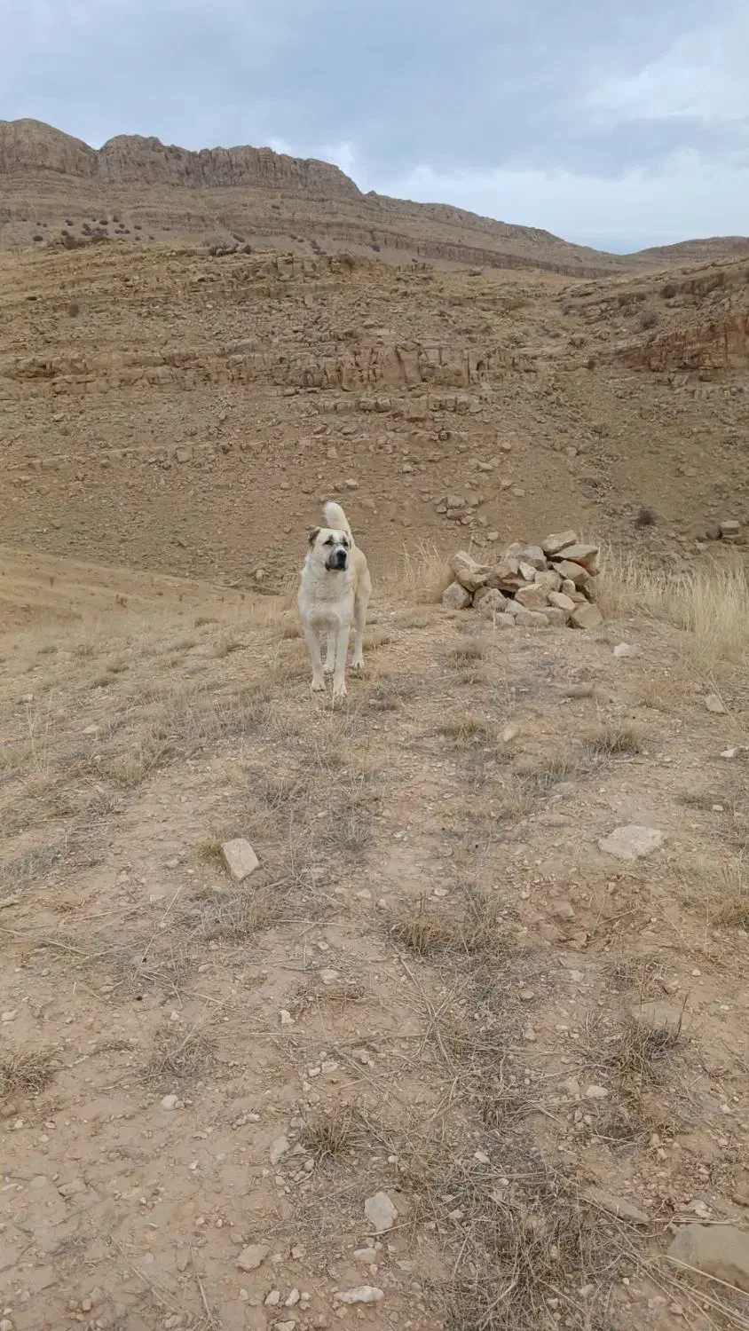 سگ خراسانی|سگ|شیروان (خراسان), |دیوار