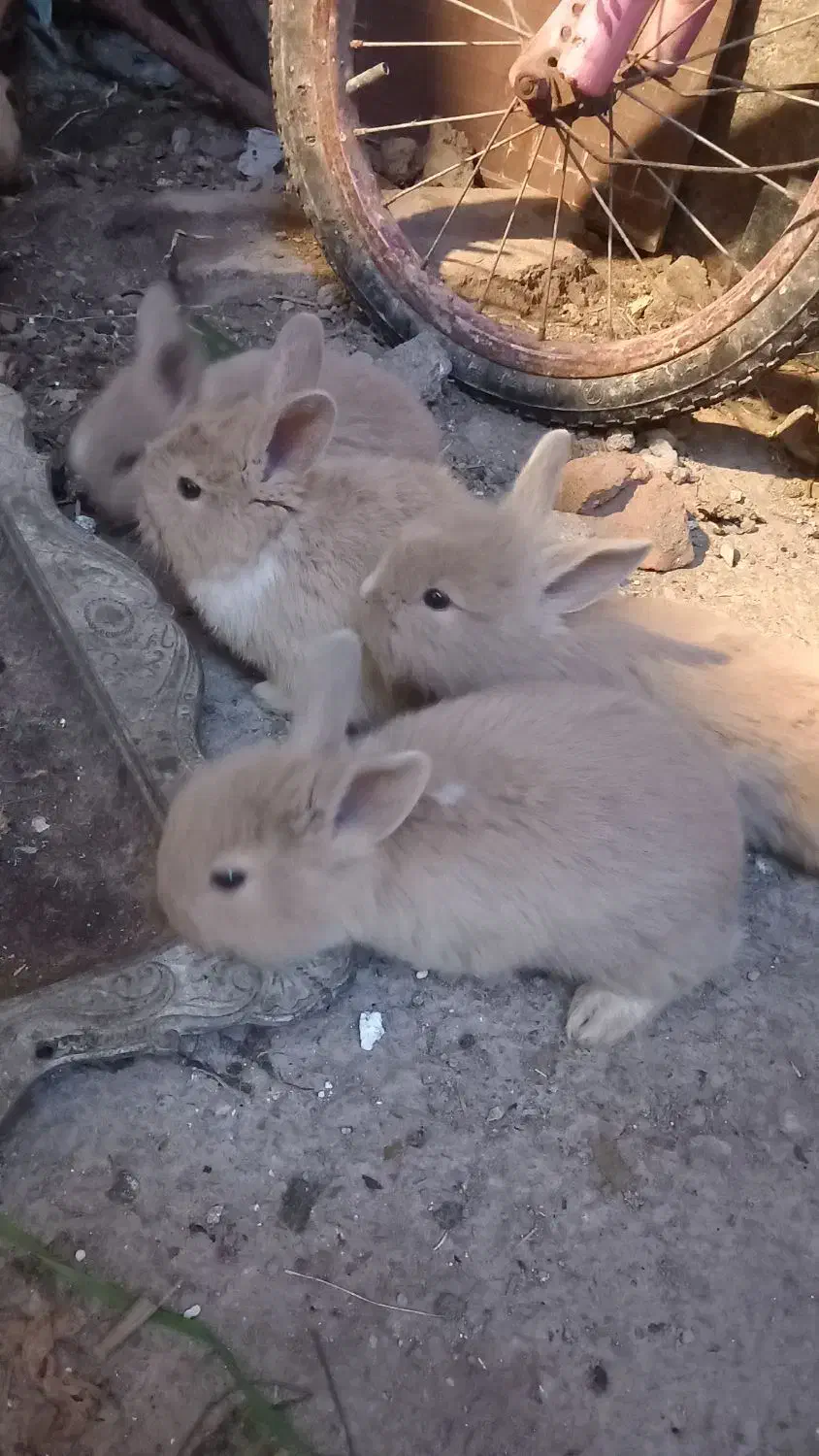 خرگوش های لپ|موش و خرگوش|آمل, |دیوار